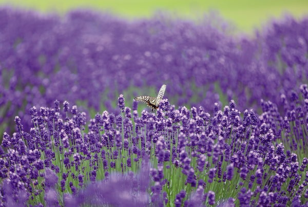 【石巻・仙台発】旅のすごろく市6月 トマト尽くし!トマトコースランチトマト狩りとあぶくまラベンダー(日帰り)1